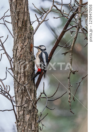 Little woodpecker sits on a tree trunk. The great spotted woodpecker, Dendrocopos major 129947008
