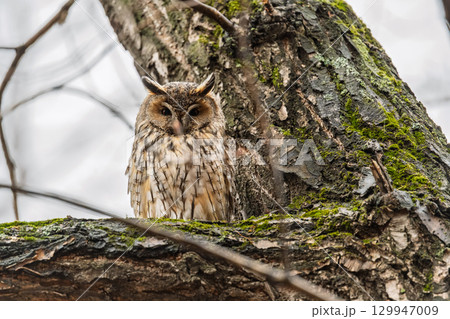 Long-eared owl (Asio otus), looking forward with wide opened eyes 129947009