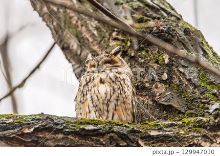 Long-eared owl (Asio otus), looking forward with wide opened eyes 129947010
