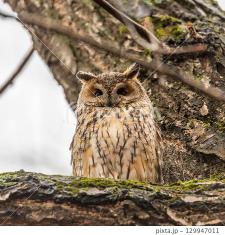 Long-eared owl (Asio otus), looking forward with wide opened eyes Long-eared owl (Asio otus), looking forward with wide opened eyes 129947011