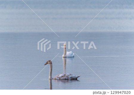 Two Graceful white Swans swimming in the lake, swans in the wild Two Graceful white Swans swimming in the lake, swans in the wild 129947020