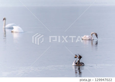 Mating games of two water birds Great Crested Grebes. Two waterfowl birds Great Crested Grebes swim in the lake with heart shaped silhouette 129947022