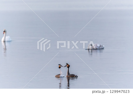 Mating games of two water birds Great Crested Grebes. Two waterfowl birds Great Crested Grebes swim in the lake with heart shaped silhouette 129947023