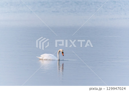 Graceful white Swan swimming in the lake, swans in the wild. Portrait of a white swan swimming on a lake. Graceful white Swan swimming in the lake, swans in the wild. Portrait of a white swan swimming on a lake. 129947024