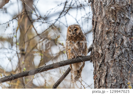 Long-eared owl (Asio otus), looking forward with wide opened eyes Long-eared owl (Asio otus), looking forward with wide opened eyes 129947025