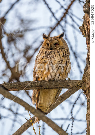 Long-eared owl (Asio otus), looking forward with wide opened eyes Long-eared owl (Asio otus), looking forward with wide opened eyes 129947029