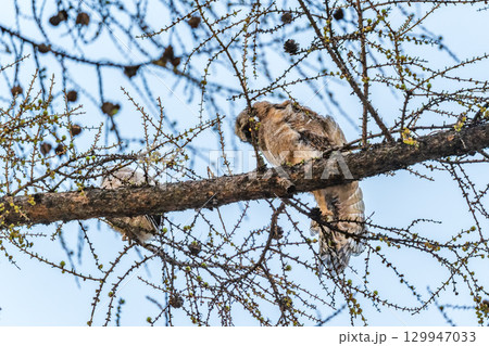 Long-eared owl owlet on a tree Long-eared owl owlet on a tree 129947033