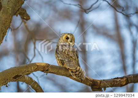 Long-eared owl (Asio otus), looking forward with wide opened eyes Long-eared owl (Asio otus), looking forward with wide opened eyes 129947034