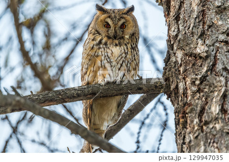 Long-eared owl (Asio otus), looking forward with wide opened eyes Long-eared owl (Asio otus), looking forward with wide opened eyes 129947035
