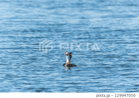 Mating games of two water birds Great Crested Grebes. Two waterfowl birds Great Crested Grebes swim in the lake with heart shaped silhouette 129947050