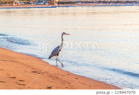 Gray heron fishing on the beach of the Red Sea. Naama Bay beach, Sharm El Sheikh, Egypt Gray heron fishing on the beach of the Red Sea. Naama Bay beach, Sharm El Sheikh, Egypt 129947070