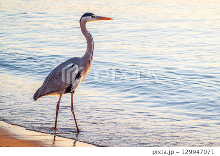 A heron hunting in the sea. Grey heron on the hunt A heron hunting in the sea. Grey heron on the hunt 129947071