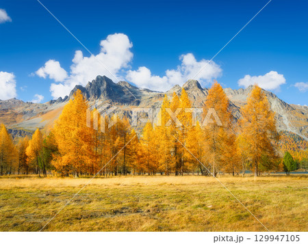 Autumn landscape in Switzerland. Day time in the mountains. Yellow larch trees. Autumn landscape in Switzerland. Day time in the mountains. Yellow larch trees. 129947105