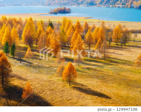 Autumn landscape. Day time in the mountains. Yellow larch trees. Light and shadow. Autumn landscape. Day time in the mountains. Yellow larch trees. Light and shadow. 129947106