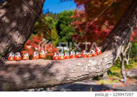 Daruma dolls decor on tree of Katsuo-ji temple in autumn, Osaka 129947207