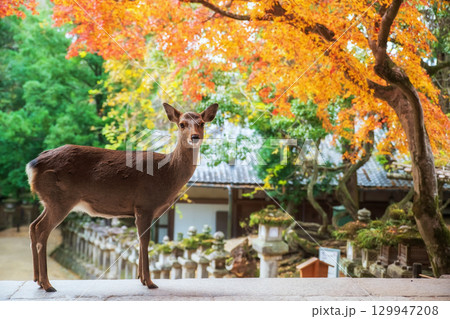sika deer at Kasuga Taisha Shrine with autumn maple leaf, Nara 129947208