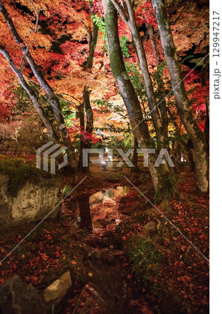 Falling maple leaf on canal with autumn illumination in Hogonin, Arashiyama 129947217