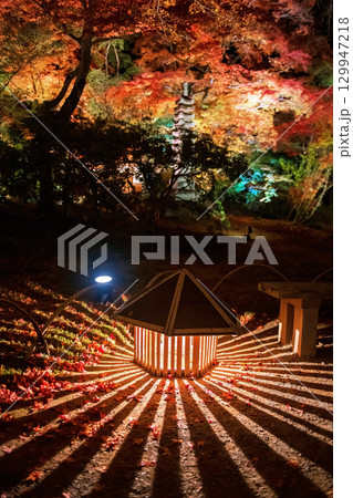 Lantern with illumination light up at autumn, Hogonin garden, Arashiyama 129947218