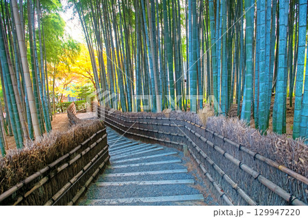 bamboo grove forest with autumn leaf, Adashino temple, Arashiyama bamboo grove forest with autumn leaf, Adashino temple, Arashiyama 129947220