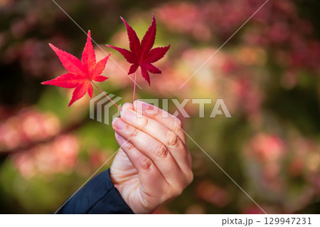 red maple leaves on hand with blur foliage bokeh at Ryoan-ji, Kyoto red maple leaves on hand with blur foliage bokeh at Ryoan-ji, Kyoto 129947231
