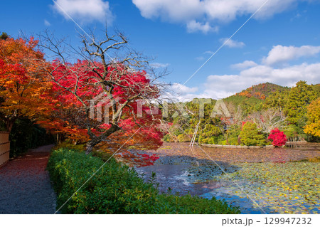 path through colorful fall maple tunnel by pond at Ryoan-ji temple, Kyoto 129947232