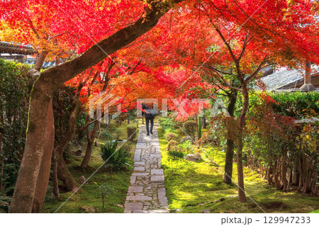 Man walk through red maple tree tunnel in Ryoan-ji garden, Kyoto Man walk through red maple tree tunnel in Ryoan-ji garden, Kyoto 129947233