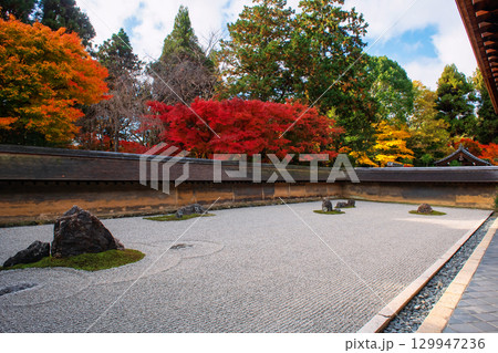 Rock garden and autumn maple leaf colors at Ryoan-ji temple, Kyoto 129947236