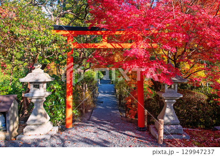 Torii gate by lantern and red maple fall leaf at Ryoanji garden, Kyoto Torii gate by lantern and red maple fall leaf at Ryoanji garden, Kyoto 129947237