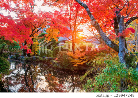 Autumn Kiyomizu dera garden of colorful maple leaf at sunset,Kyoto 129947249