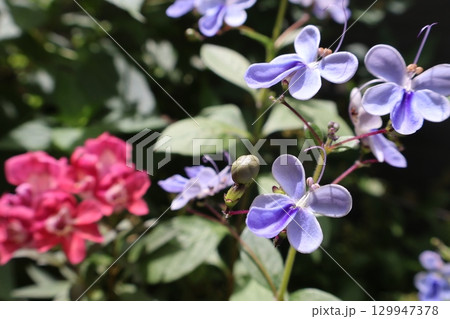 青いブルーエルフィンと金魚草の赤い花 青いブルーエルフィンと金魚草の赤い花 129947378