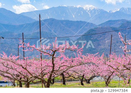 【山梨県韮崎市】南アルプスを背景に新府桃源郷 129947384