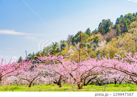 【山梨県韮崎市】南アルプスを背景に新府桃源郷 129947387