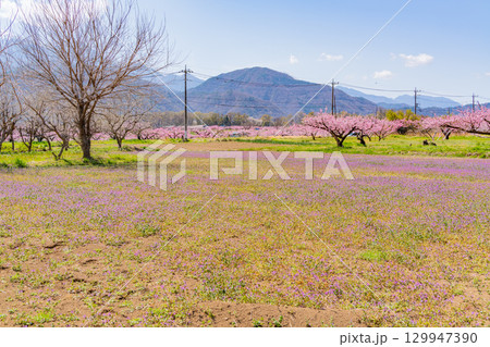 【山梨県韮崎市】南アルプスを背景に新府桃源郷 【山梨県韮崎市】南アルプスを背景に新府桃源郷 129947390