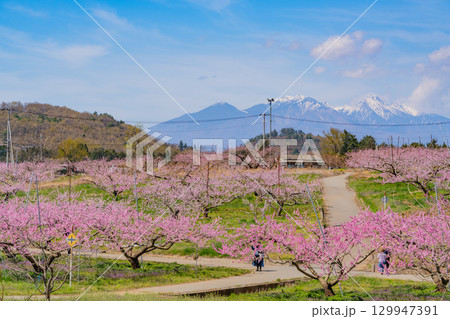【山梨県韮崎市】八ヶ岳を背に新府桃源郷 129947391