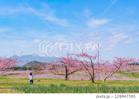 【山梨県韮崎市】八ヶ岳を背に新府桃源郷 129947395
