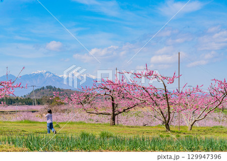 【山梨県韮崎市】八ヶ岳を背に新府桃源郷 【山梨県韮崎市】八ヶ岳を背に新府桃源郷 129947396