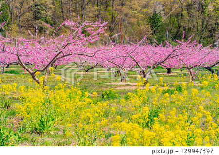 【山梨県韮崎市】桃と菜の花が美しい 新府桃源郷 【山梨県韮崎市】桃と菜の花が美しい 新府桃源郷 129947397