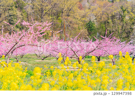 【山梨県韮崎市】桃と菜の花が美しい　新府桃源郷 129947398
