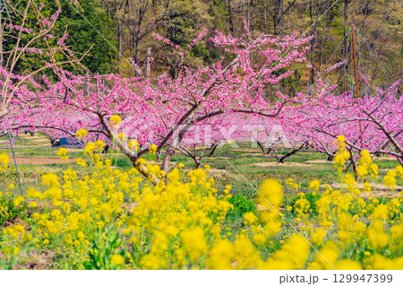 【山梨県韮崎市】桃と菜の花の饗宴　新府桃源郷 129947399