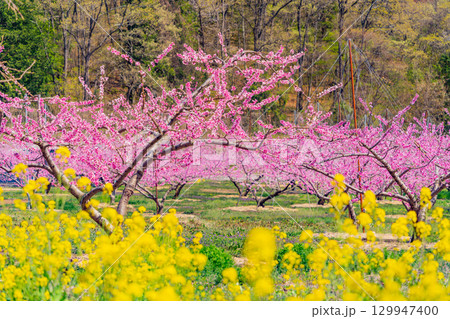【山梨県韮崎市】桃と菜の花の饗宴 新府桃源郷 【山梨県韮崎市】桃と菜の花の饗宴 新府桃源郷 129947400
