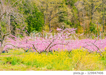 【山梨県韮崎市】桃と菜の花の饗宴 新府桃源郷 【山梨県韮崎市】桃と菜の花の饗宴 新府桃源郷 129947406