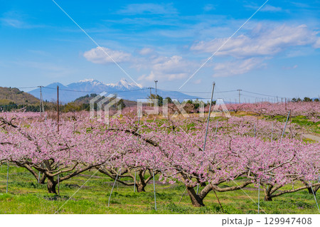 【山梨県韮崎市】八ヶ岳を背に新府桃源郷 129947408