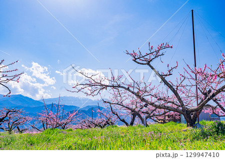 【山梨県韮崎市】南アルプスを背景に新府桃源郷 129947410