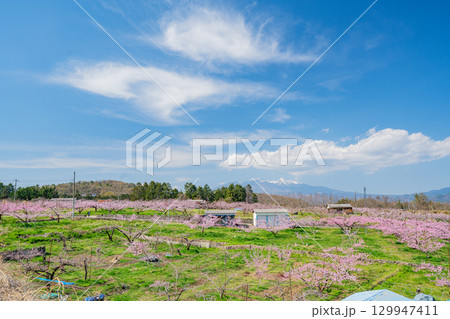 【山梨県韮崎市】八ヶ岳を背に新府桃源郷 129947411