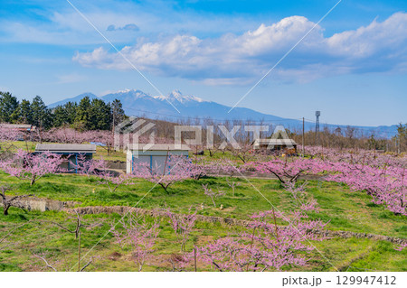 【山梨県韮崎市】八ヶ岳を背に新府桃源郷 129947412