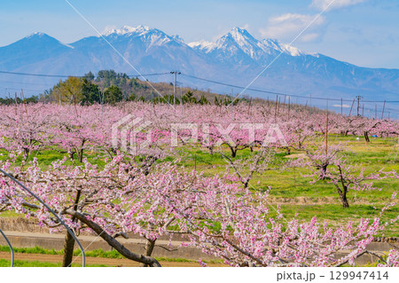 【山梨県韮崎市】八ヶ岳を背に新府桃源郷 129947414
