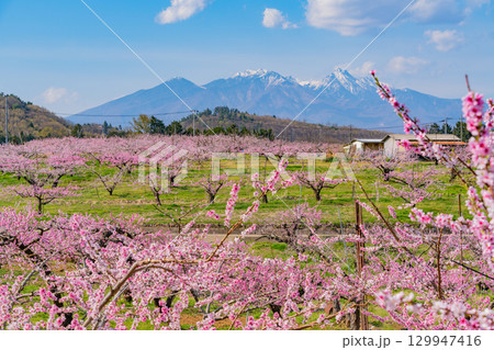 【山梨県韮崎市】八ヶ岳を背に新府桃源郷 129947416