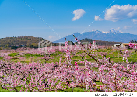 【山梨県韮崎市】八ヶ岳を背に新府桃源郷 129947417