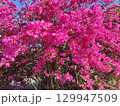 Huge pink bougainvillea vine flowers 129947509