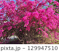 Huge pink bougainvillea vine flowers 129947510